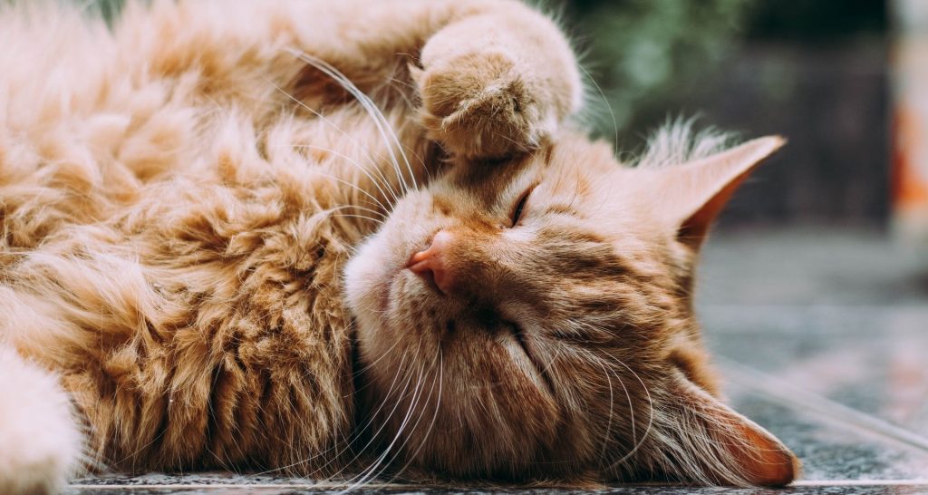 Everything You Need To Know About Cat Pain Relief Medicines